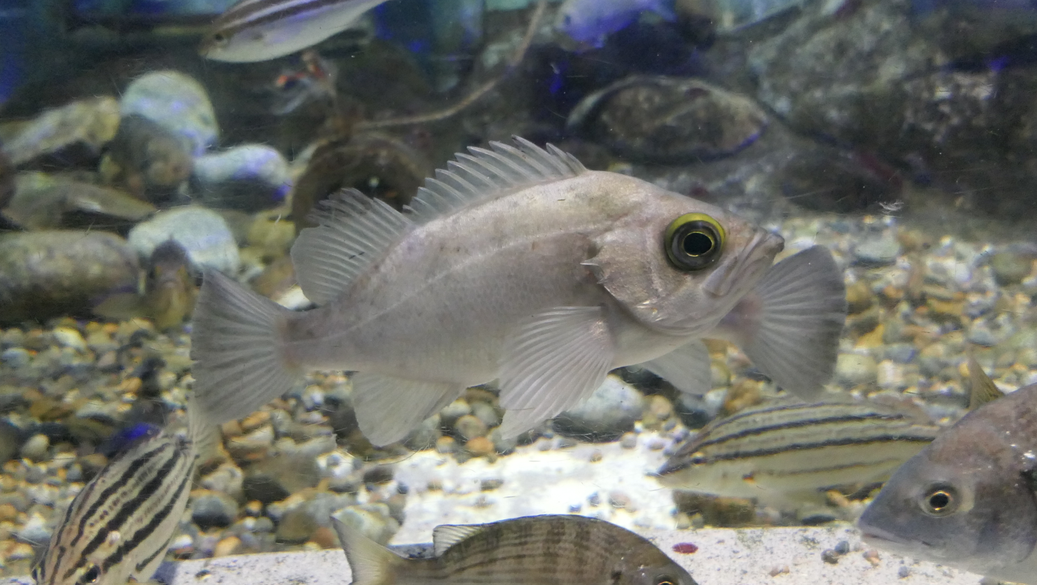 Japanese White Seaperch (Sebastes cheni) - Uozu Aquarium