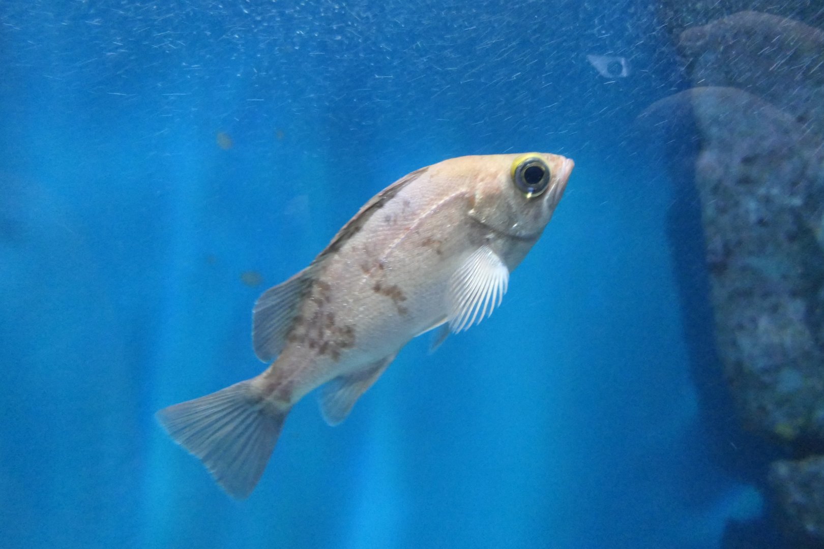 Japanese White Seaperch (Sebastes cheni)