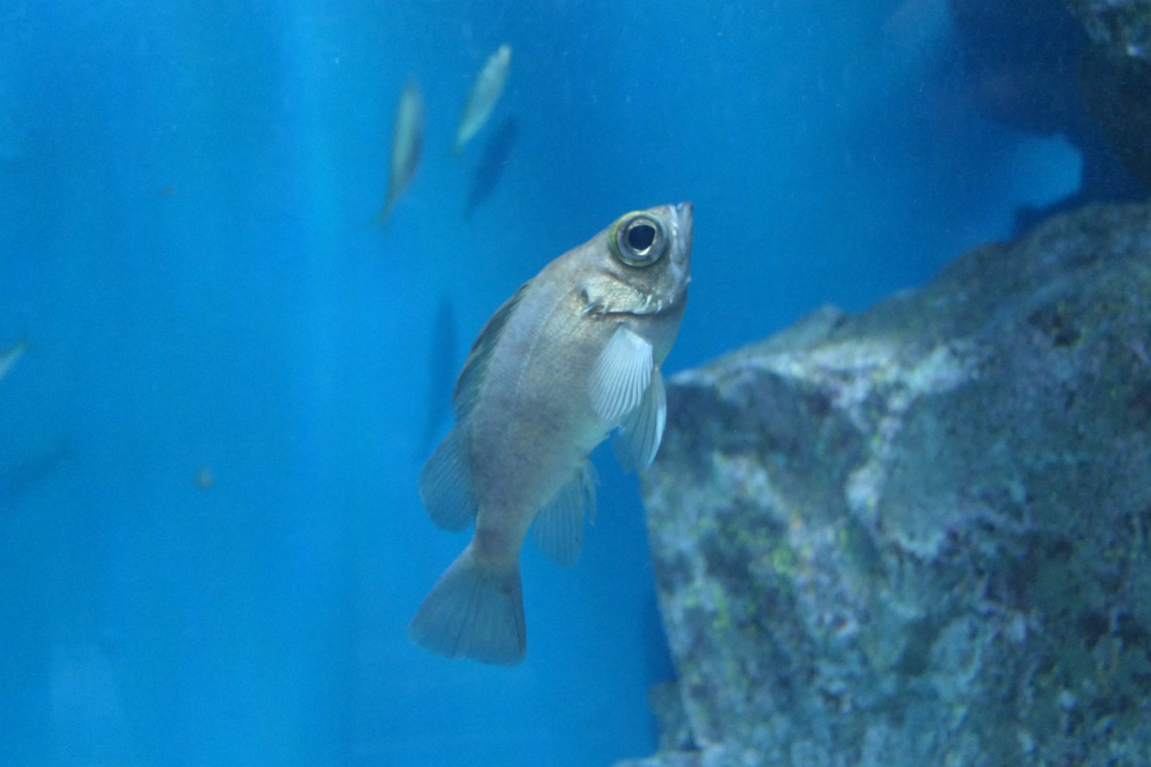 Japanese White Seaperch (Sebastes cheni)