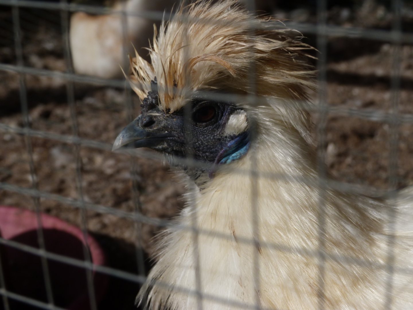 Japanese white silkie chicken -Zoo de Santillana del Mar (2024)