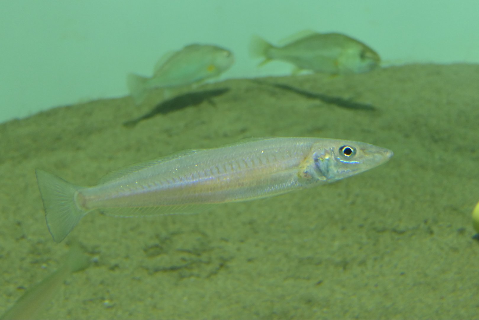 Japanese Whiting (Sillago japonica)