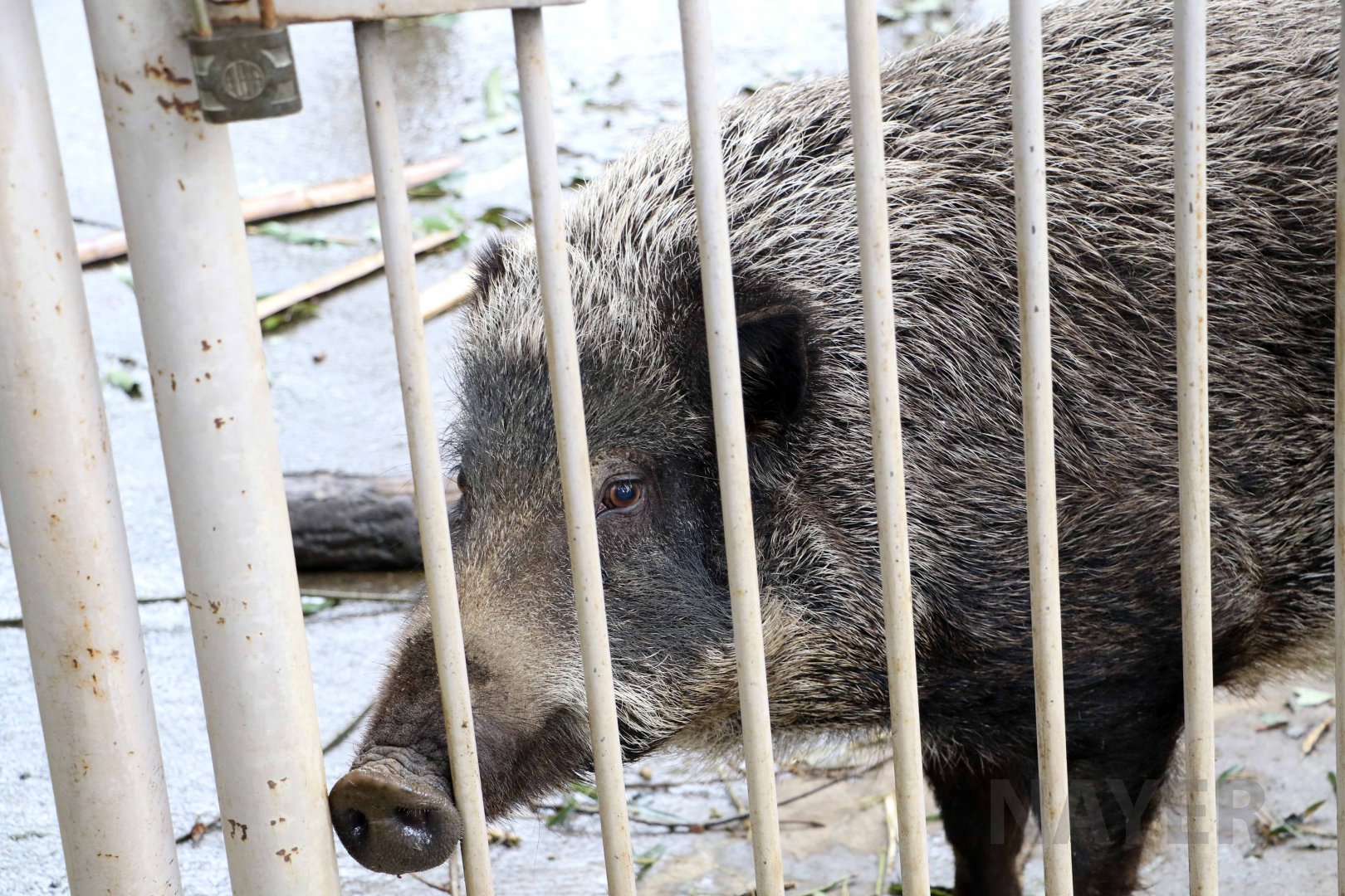 Japanese wild boar, October 2017