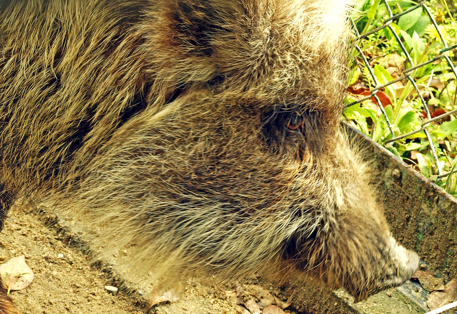 Japanese wild boar