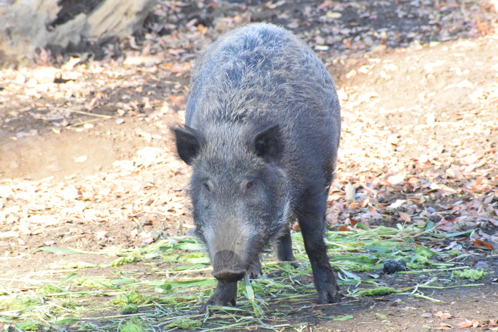 Japanese wild boar