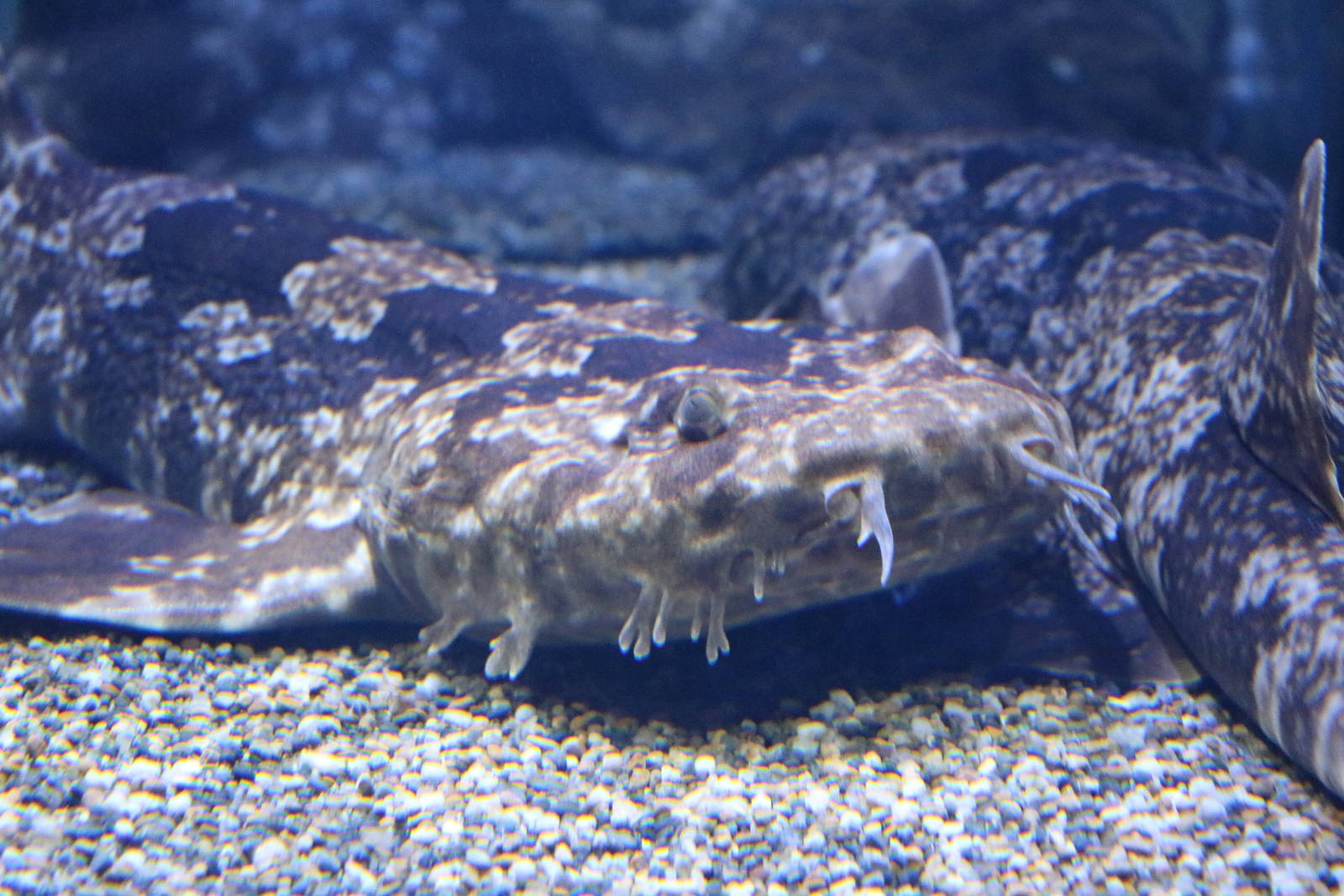 Japanese wobbegong, February 2016