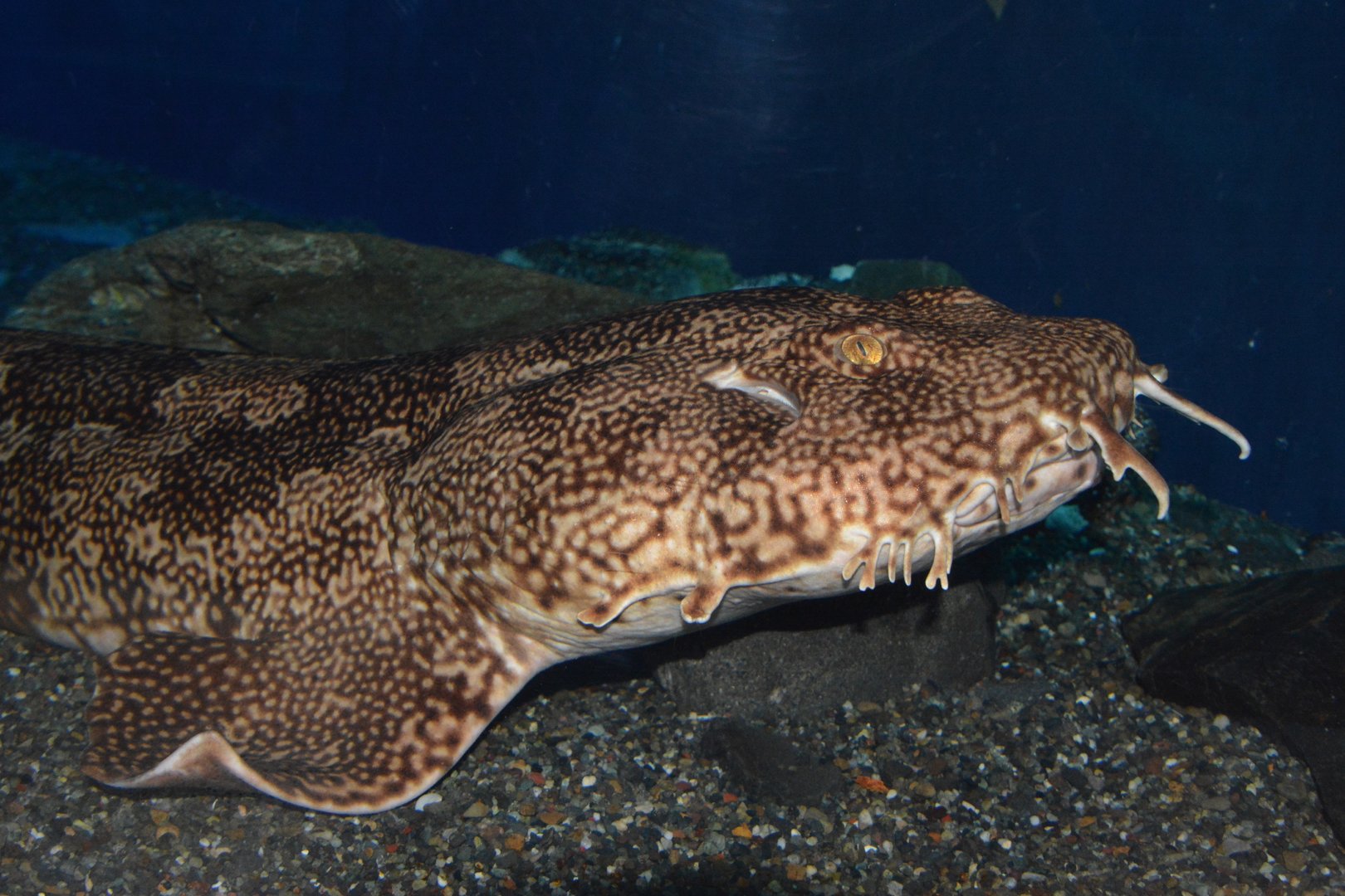Japanese wobbegong (Orectolobus japonicus)