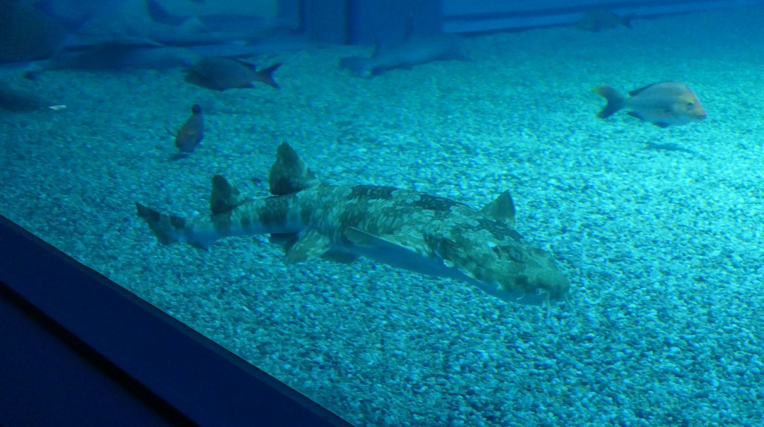 Japanese Wobbegong (Orectolobus japonicus)