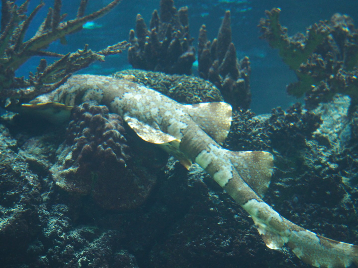 Japanese Wobbegong