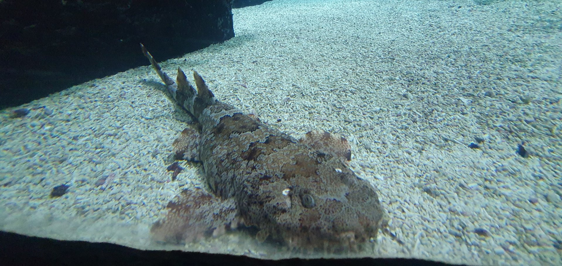 Japanese wobbegong