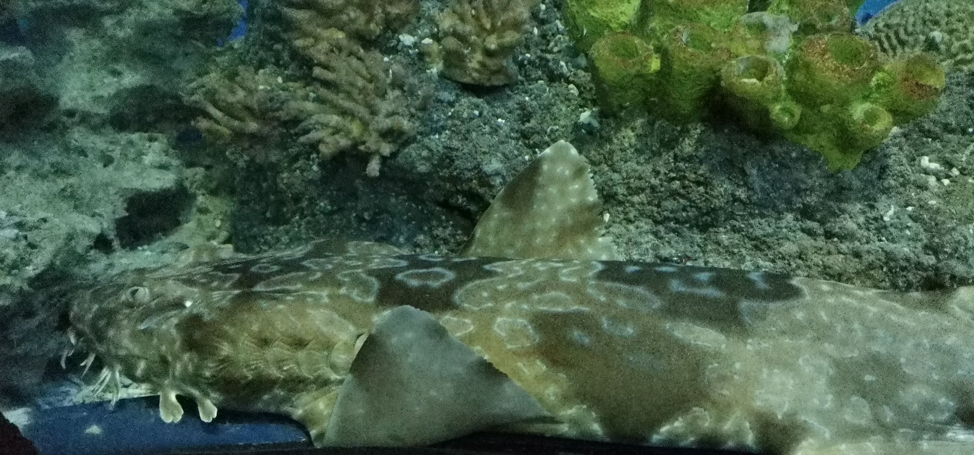 Japanese Wobbegong