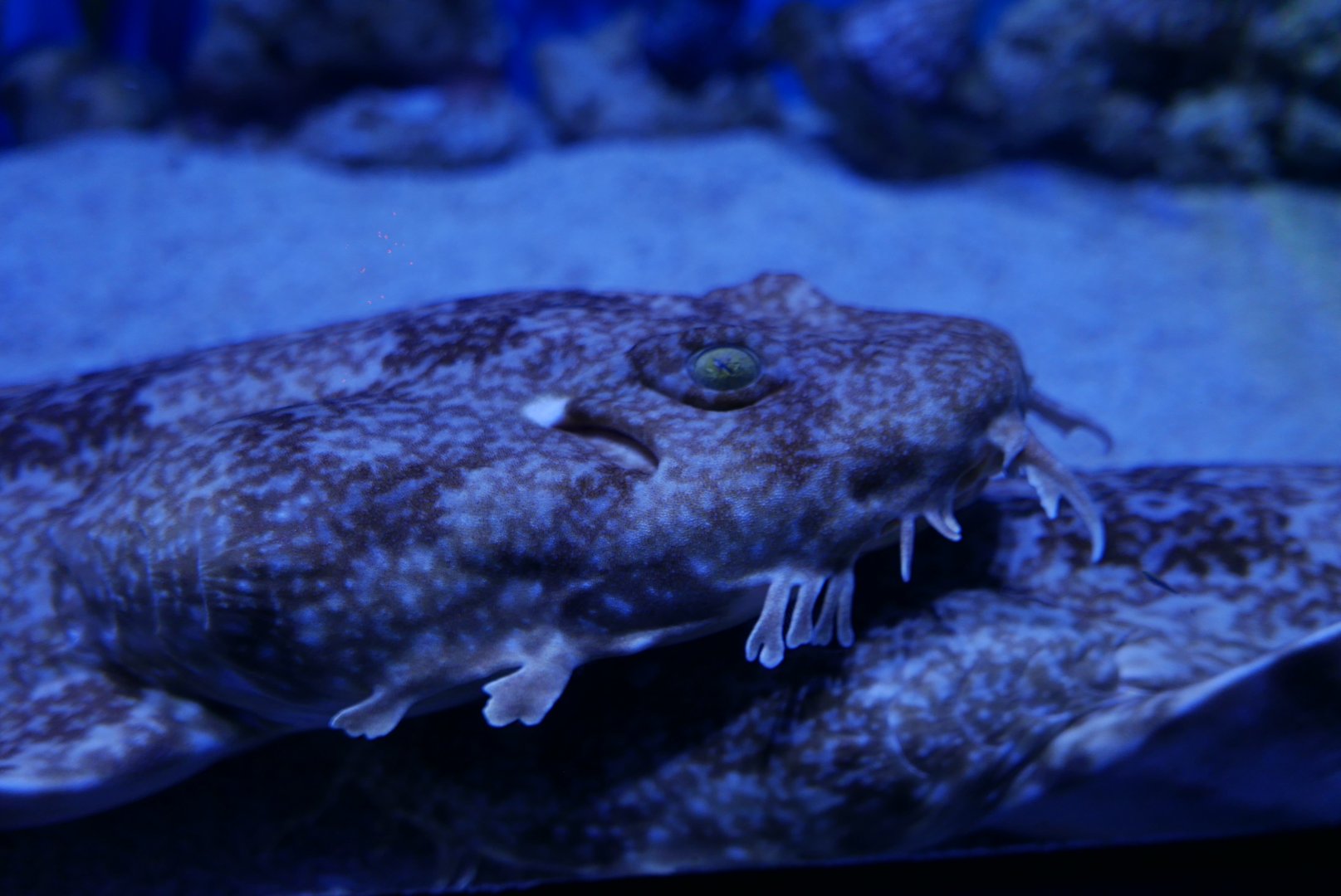 Japanese Wobbegong