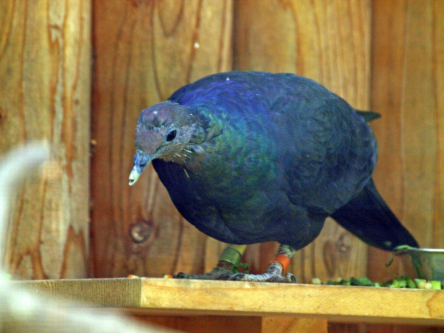 Japanese wood pigeon