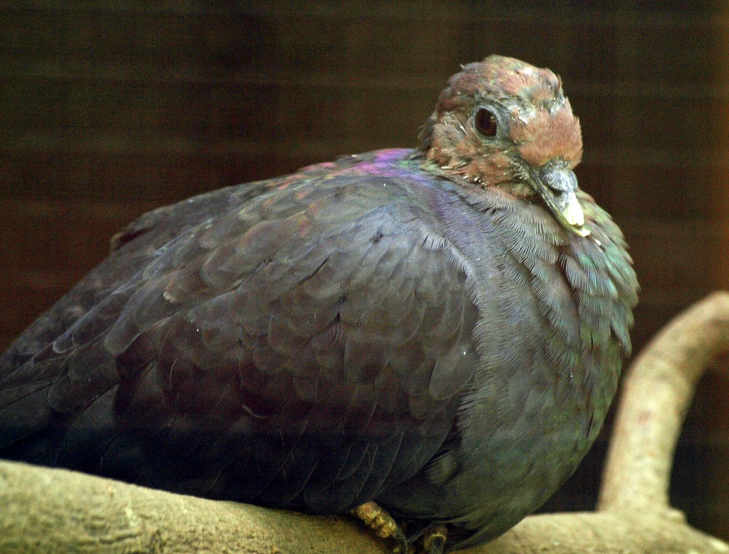Japanese wood pigeon