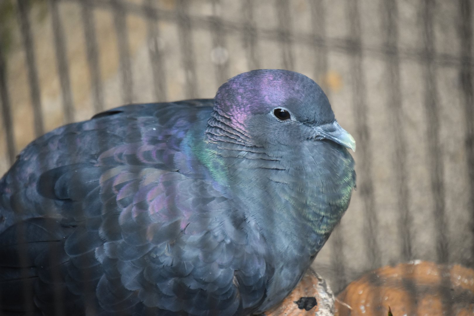 Japanese woodpigeon (Columba janthina)