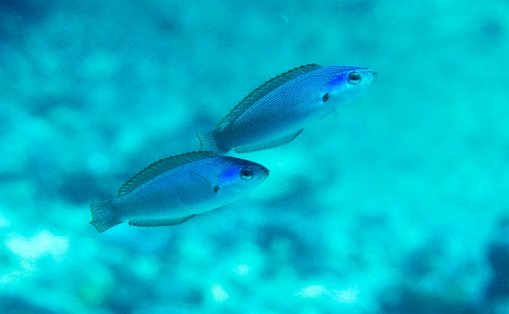 Japanese Wrasse , females