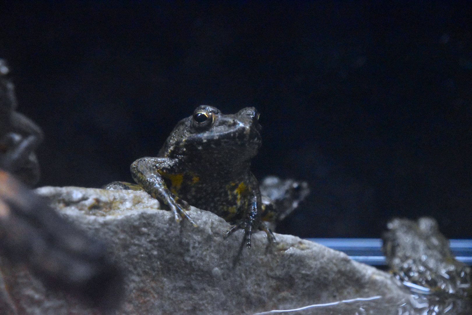 Japanese wrinkled frog, Glandirana rugosa