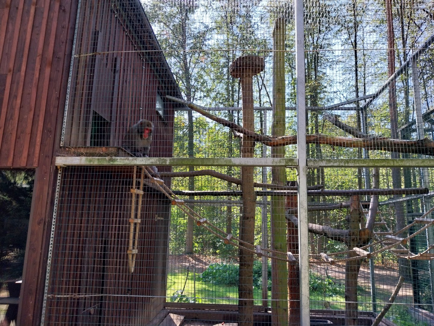 Japanse Macaque (Macaca fuscata)