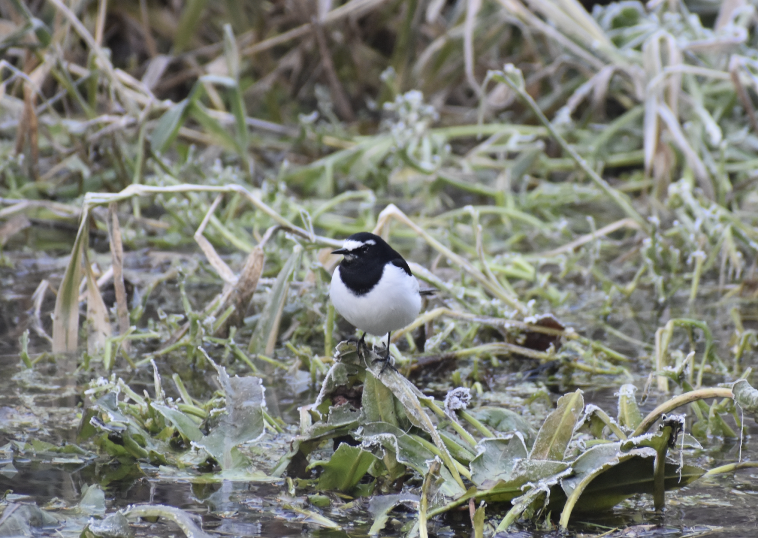 Japansese Wagtail ~ Karuizawa