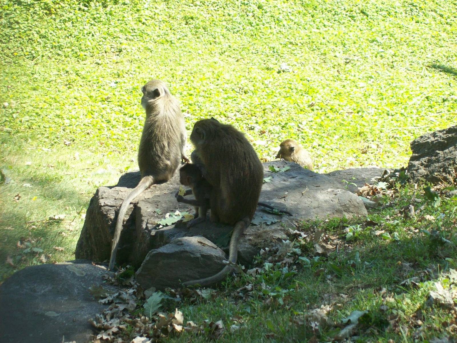 japenese macaque