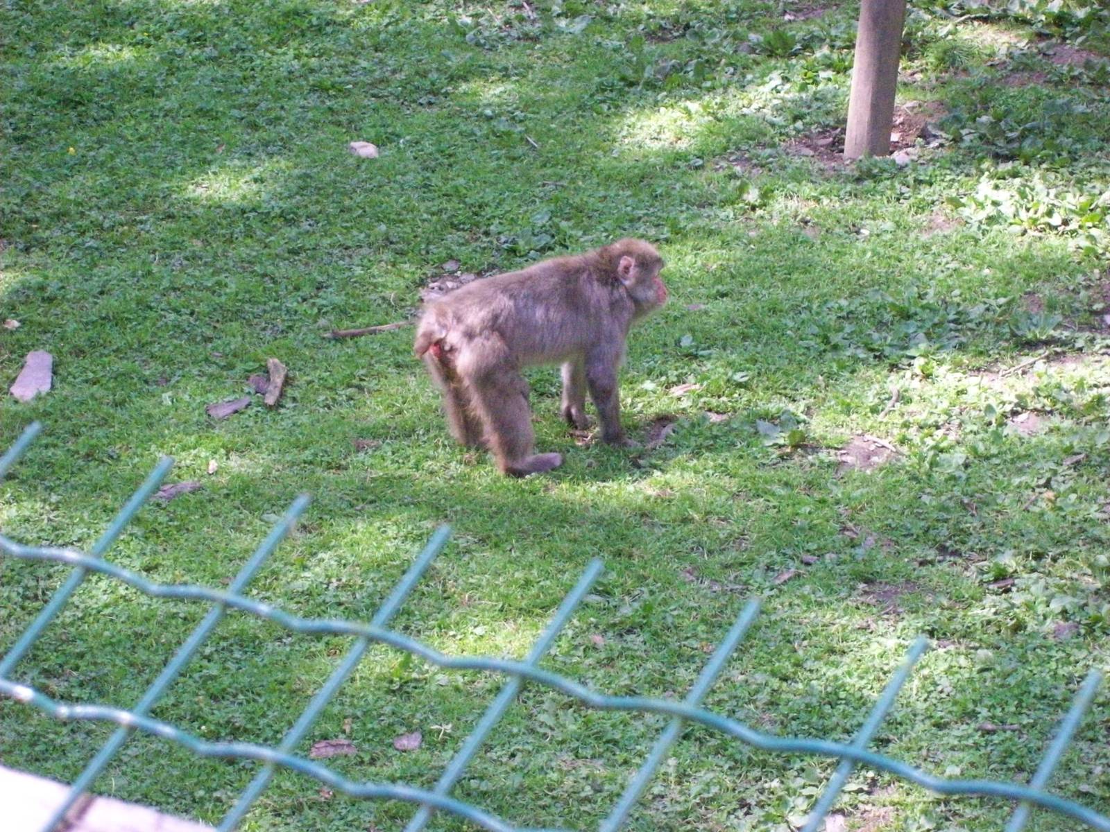 japenese macaque