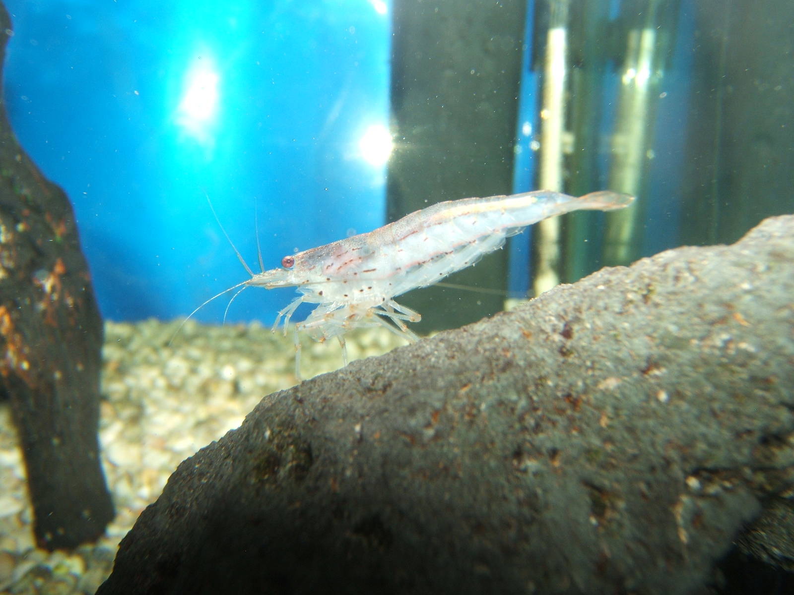 Japonica Shrimp (Caridina multidenlita)