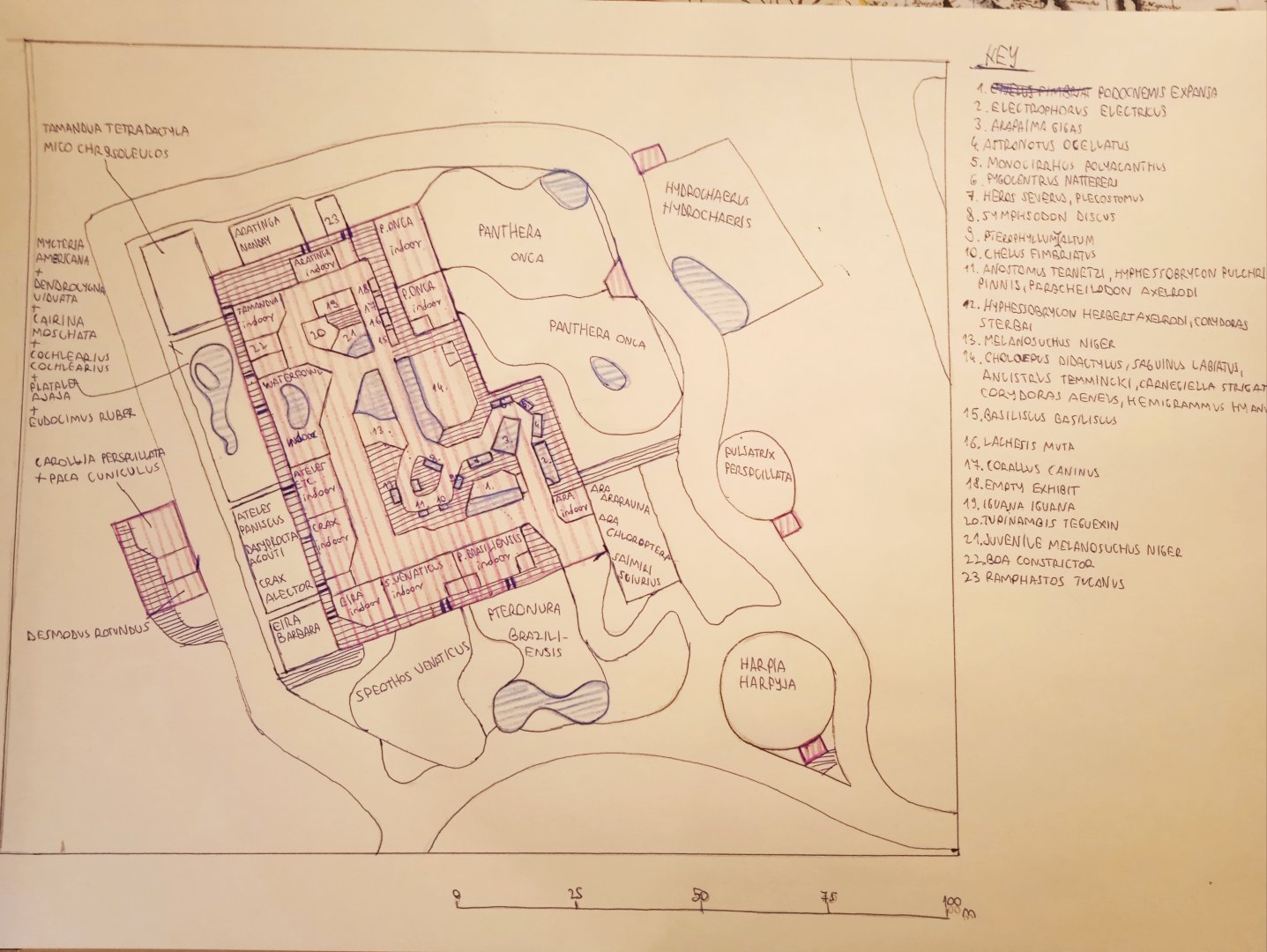 Japurá-Solimoes-Negro moist forests part of my speculative ecoregion zoo
