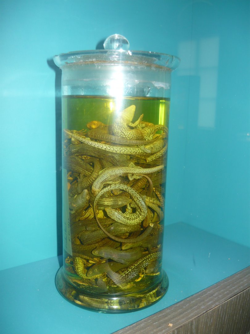 Jar filled with Common lizards