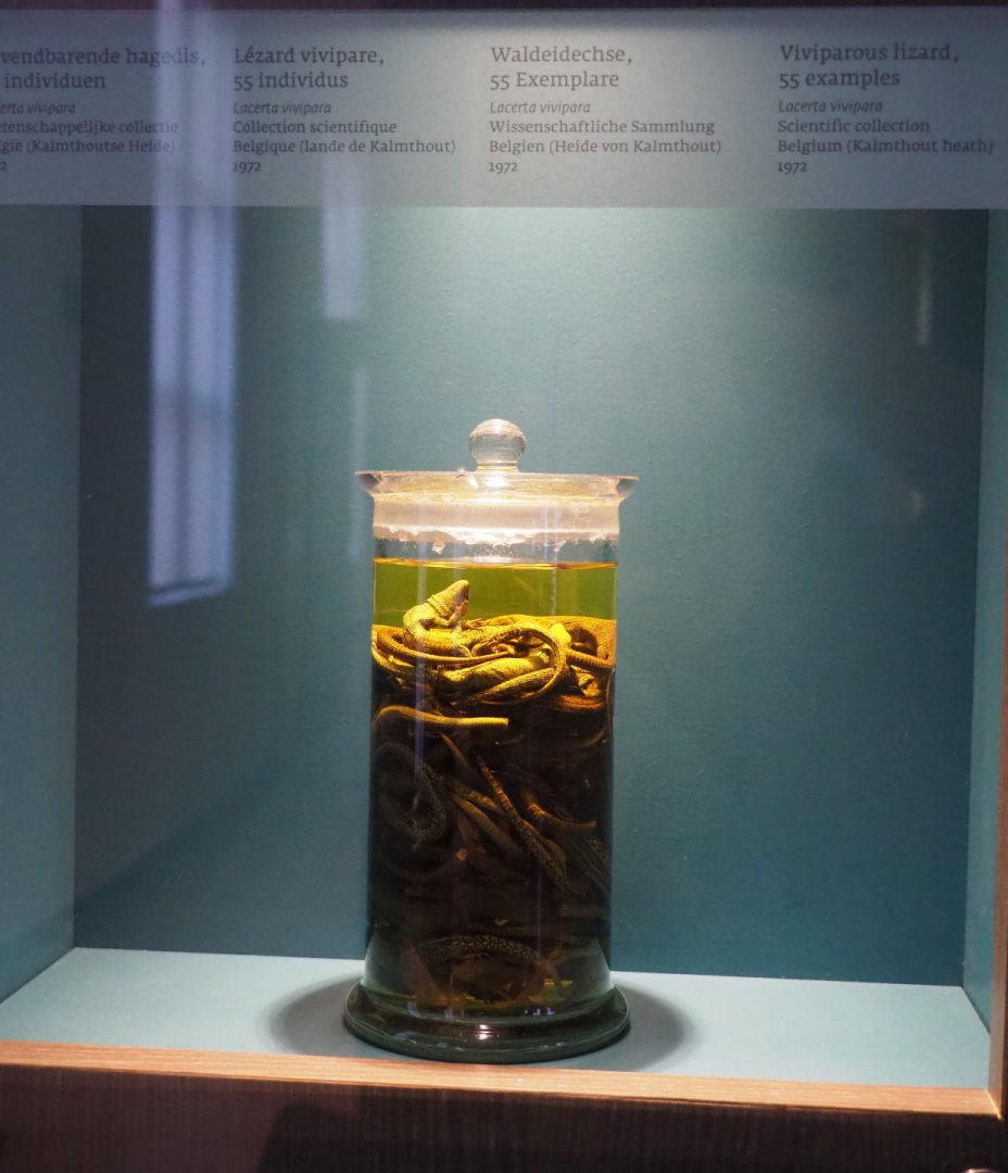 Jar with 55 preserved viviparous lizard specimens, 2019-12-03