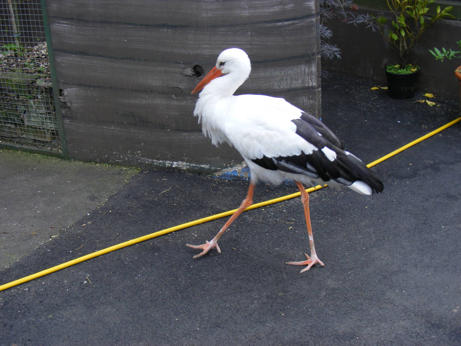 Jarak the free-roaming white stork at Wickid Pets - Animal Adventure, 29 Ap