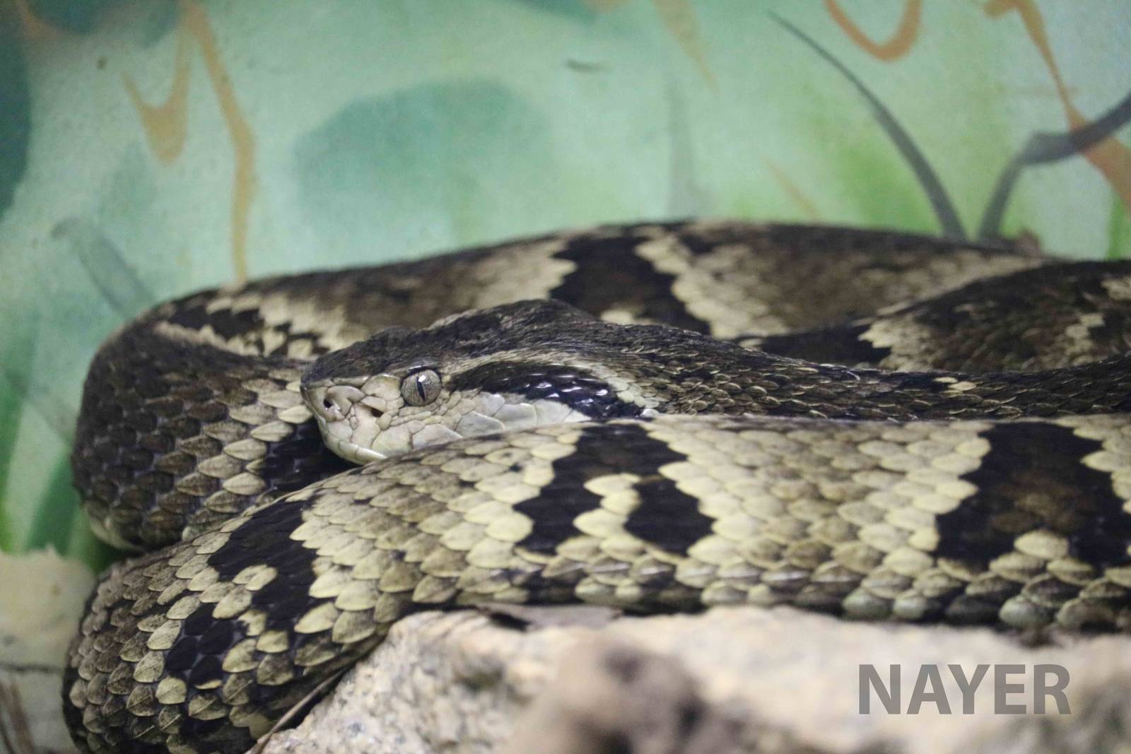 Jararaca - Instituto Butantan, April 2016