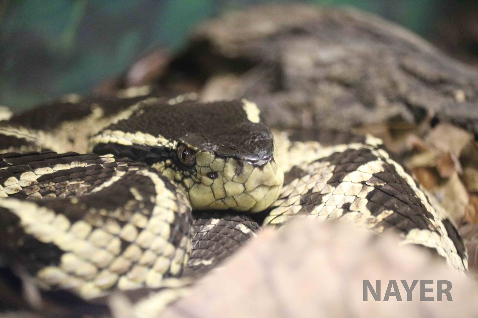 Jararacussu - Instituto Butantan, March 2016