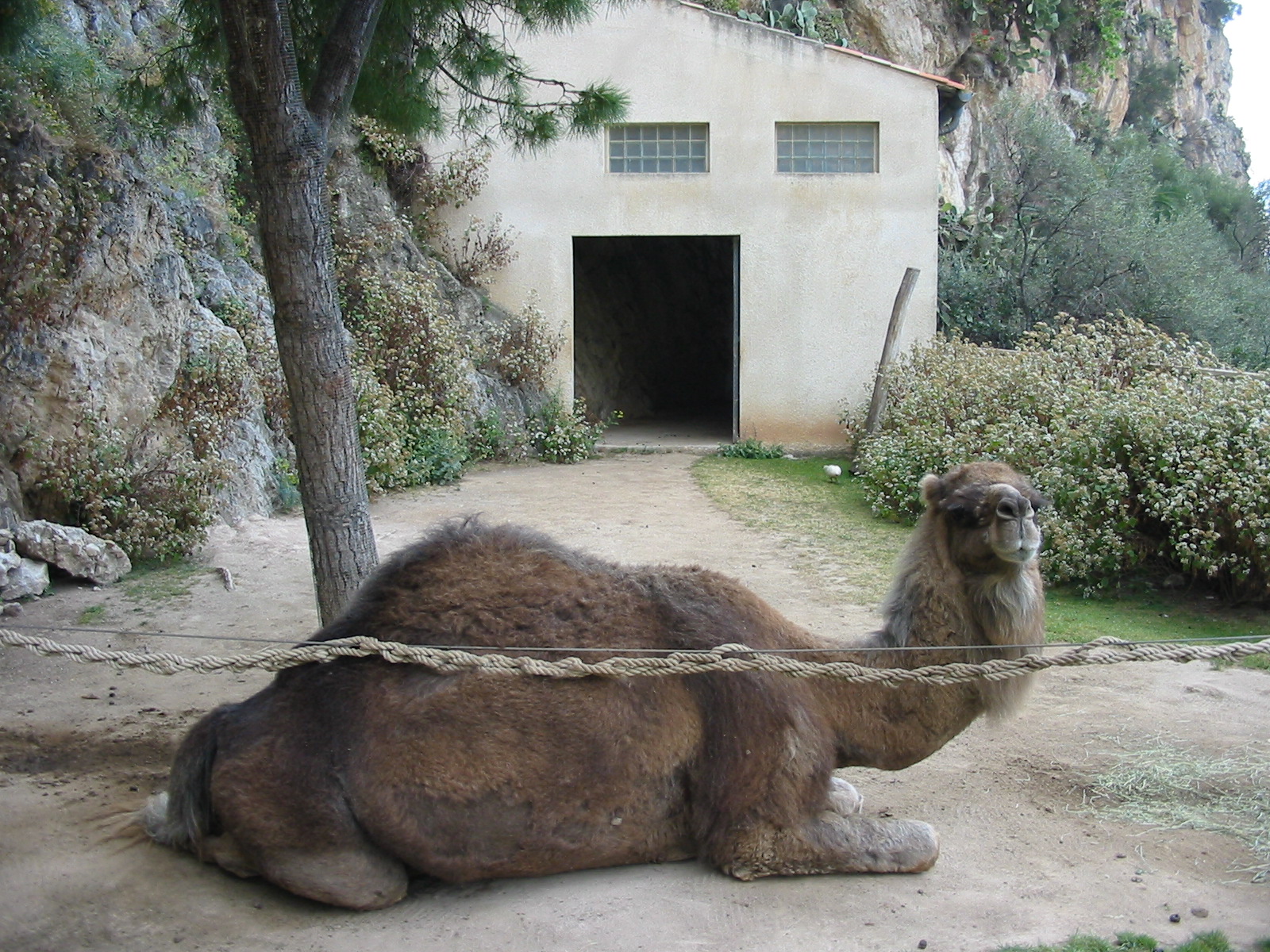 Jardin Animalier 2005 - Arabian Camel enclosure