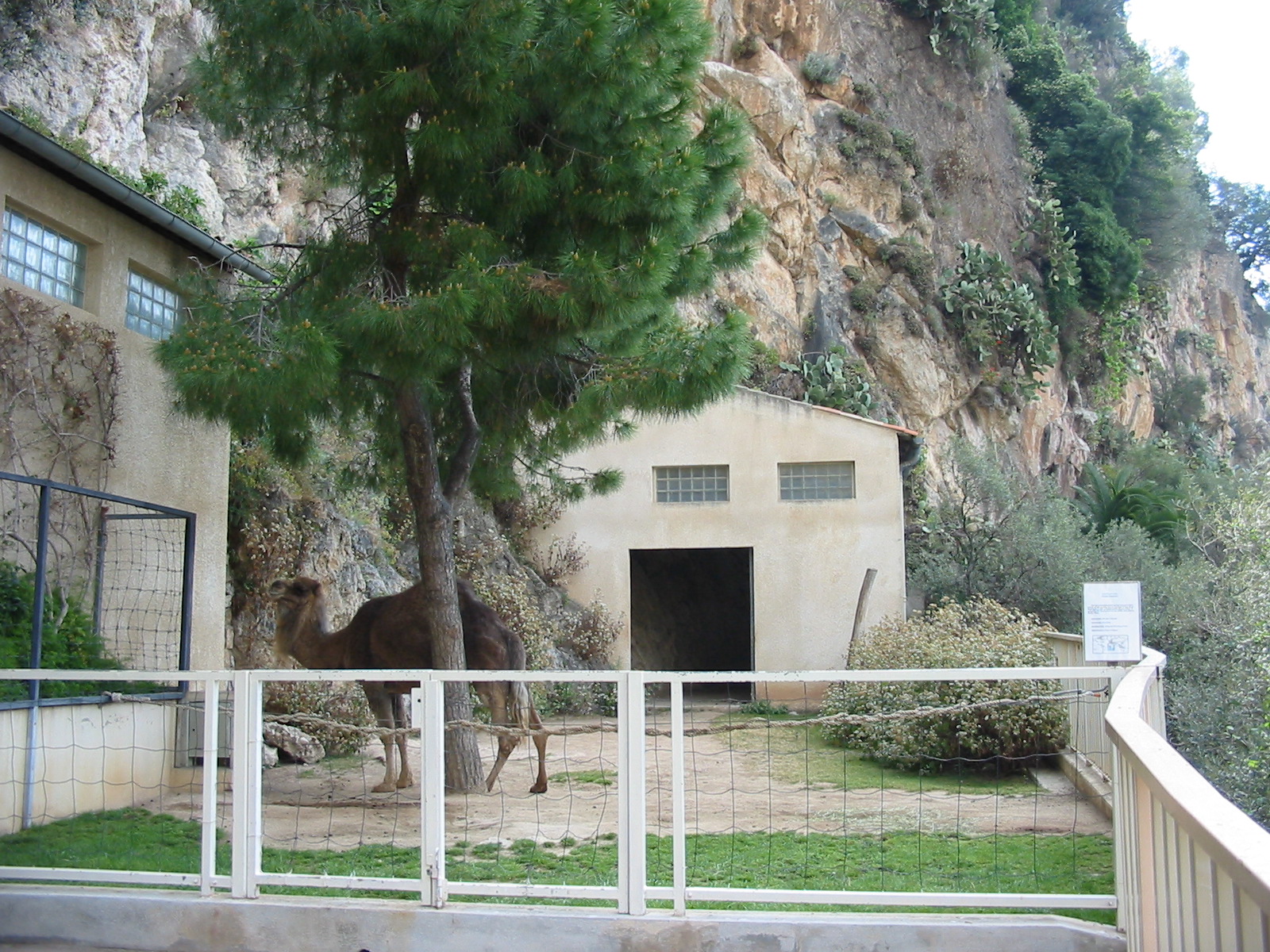 Jardin Animalier 2005 - Arabian Camel enclosure
