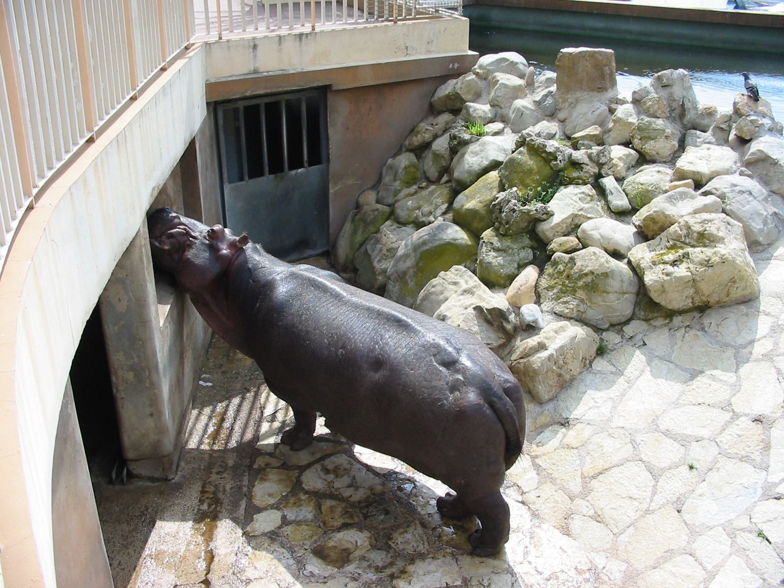Jardin Animalier 2005 - Hippopotamus