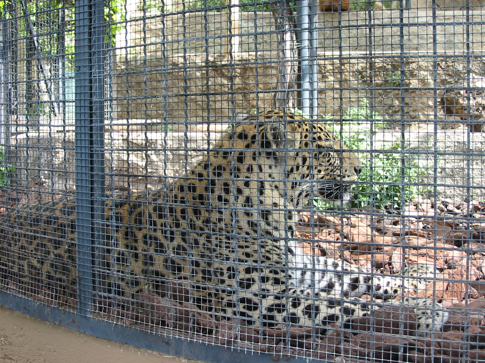 Jardin Animalier 2005 - Leopard