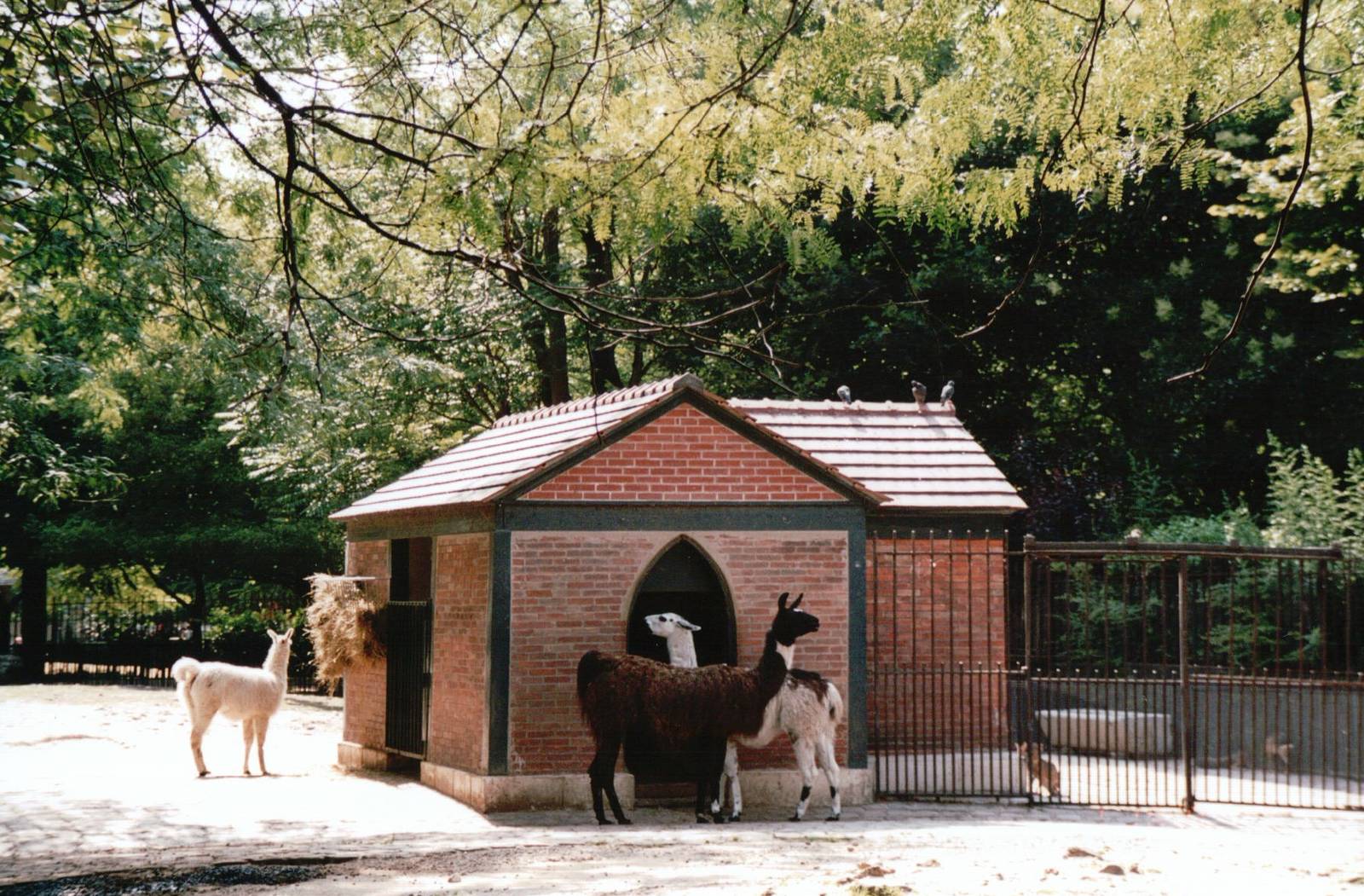 Jardin des Plantes 2002 - Llama exhibit