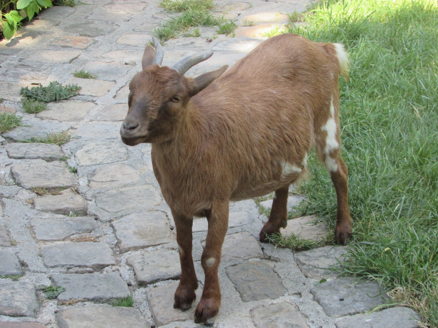 Jardin des Plantes de Paris - African dwarf goat