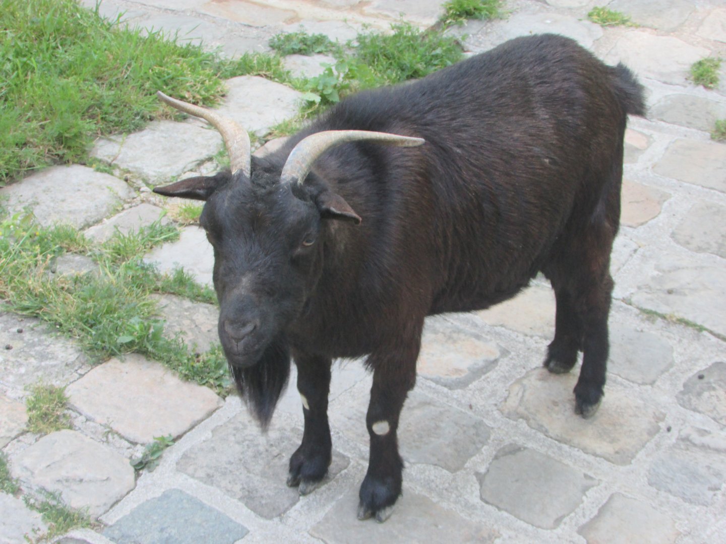 Jardin des Plantes de Paris - African dwarf goat