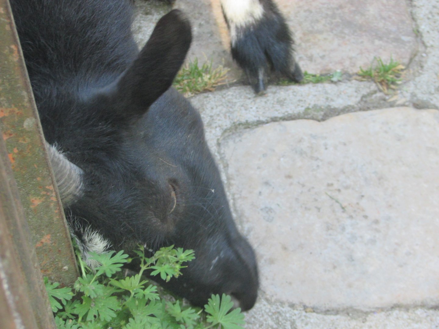 Jardin des Plantes de Paris - African dwarf goat