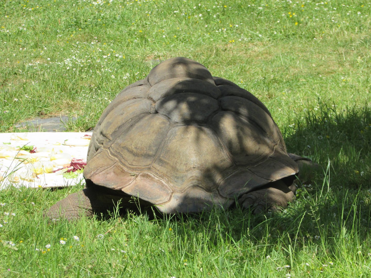 Jardin des Plantes de Paris - Aldabra giant tortoise
