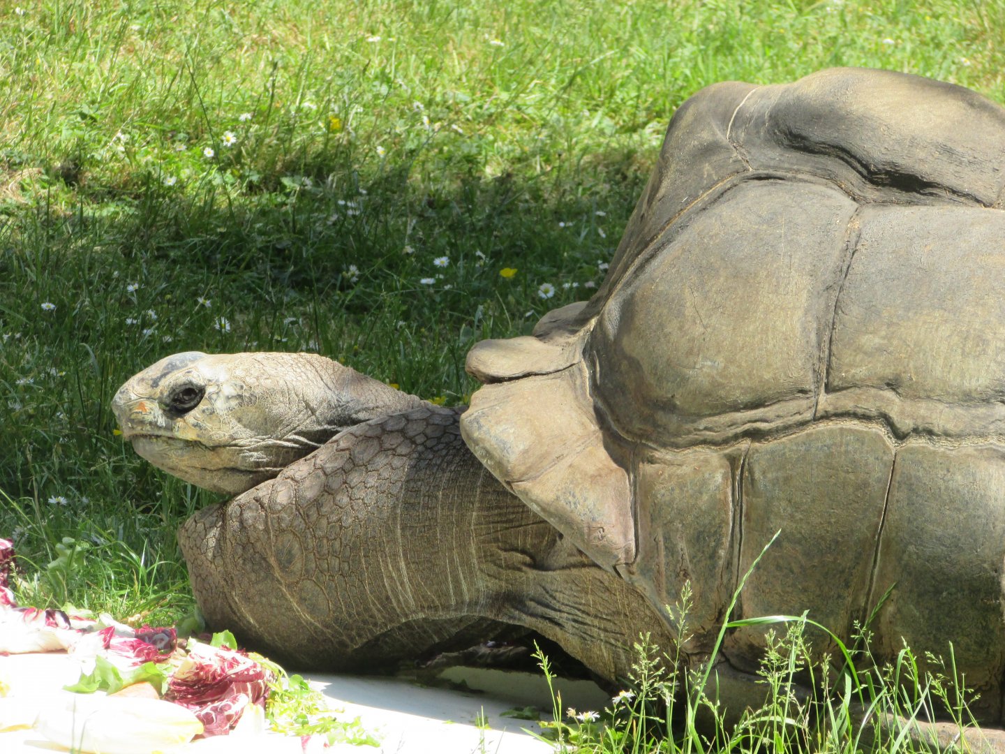 Jardin des Plantes de Paris - (Another?) Aldabra giant tortoise