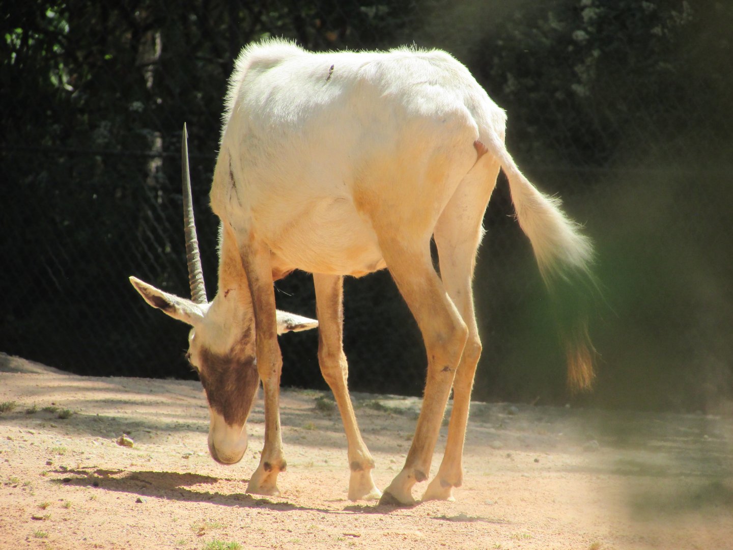 Jardin des Plantes de Paris - Another Arabian oryx