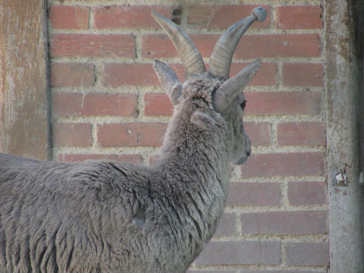 Jardin des Plantes de Paris - Another bharal