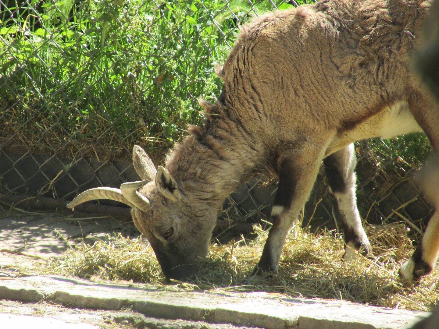 Jardin des Plantes de Paris - Another bharal