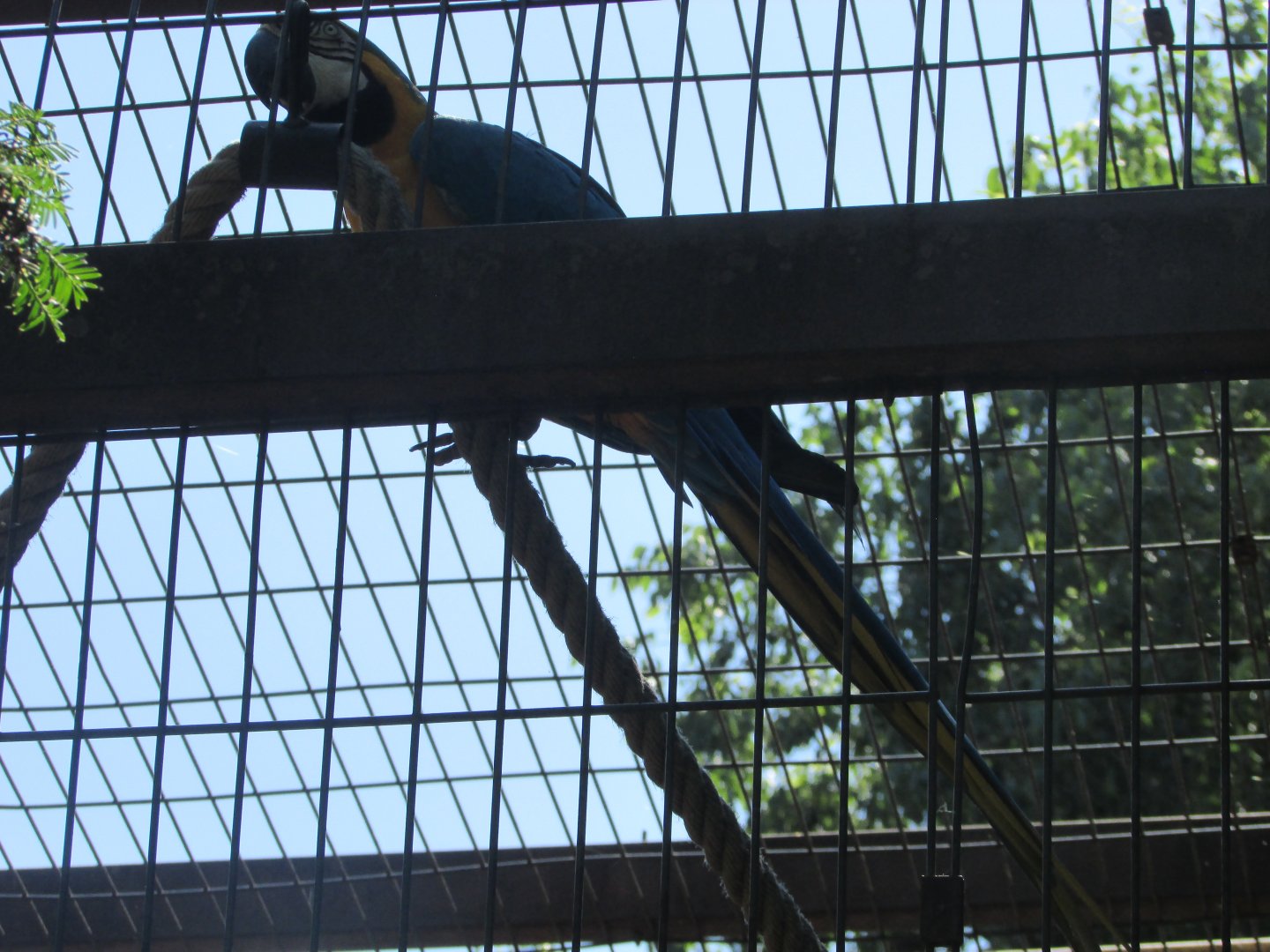 Jardin des Plantes de Paris - Another blue-and-yellow macaw
