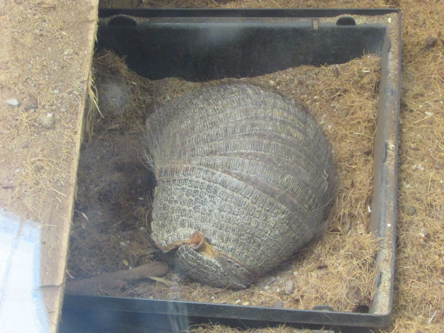 Jardin des Plantes de Paris - Another great hairy armadillo