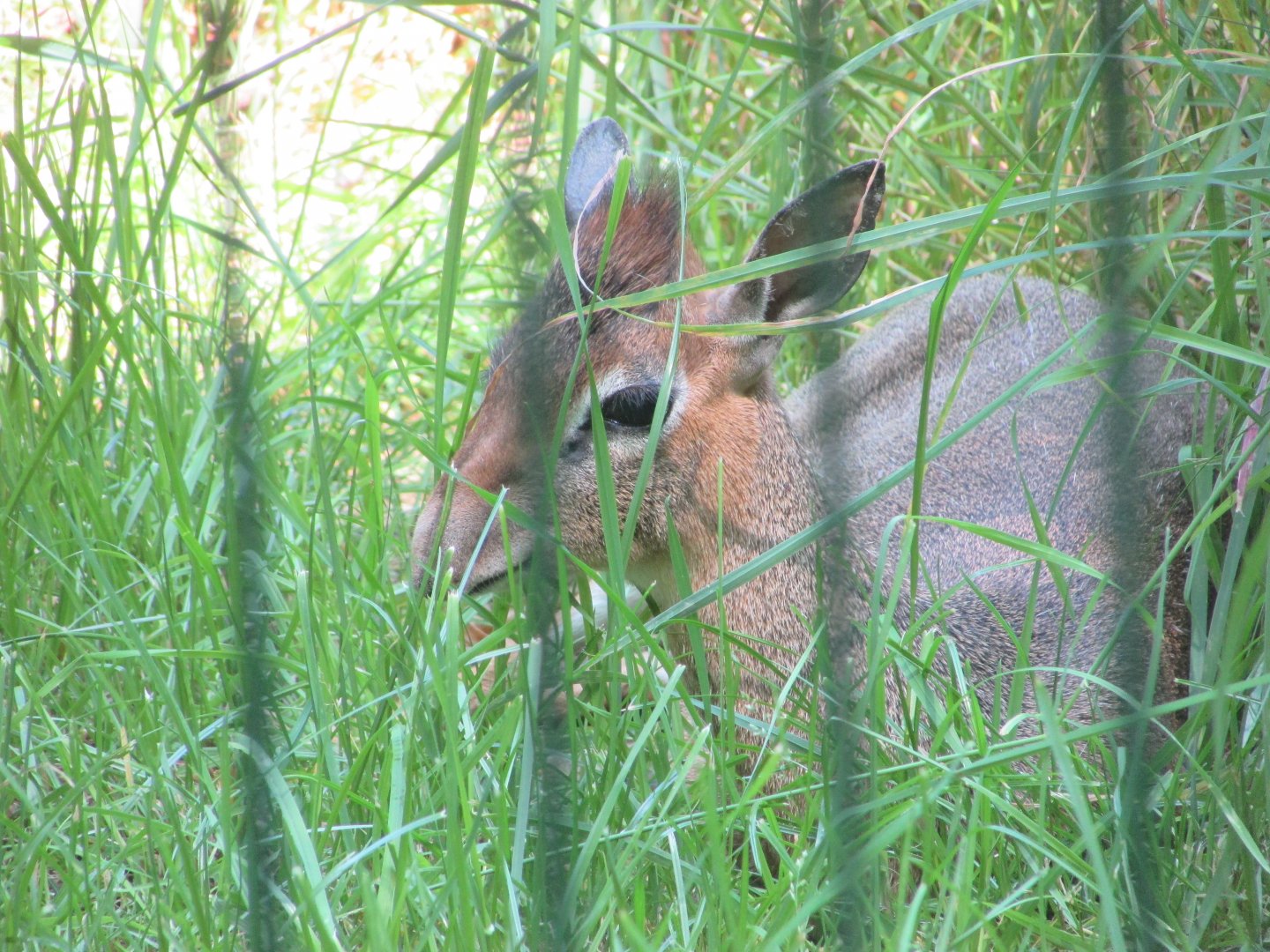 Jardin des Plantes de Paris - Another Kirk's dik-dik