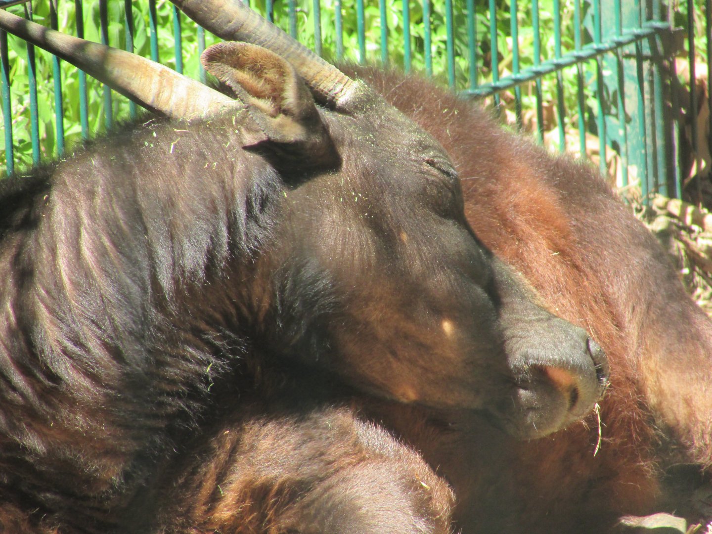 Jardin des Plantes de Paris - Another lowland anoa