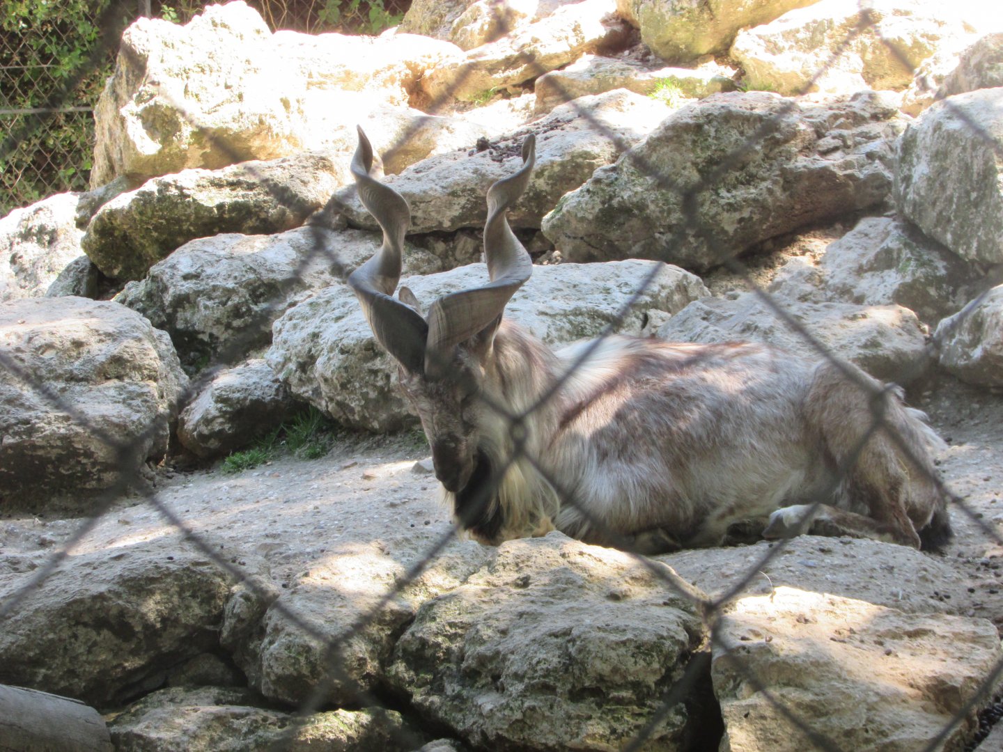Jardin des Plantes de Paris - Another markhor