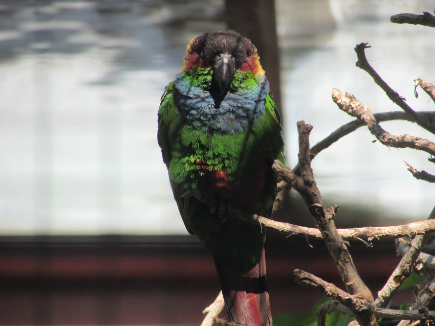 Jardin des Plantes de Paris - Another ochre-marked parakeet